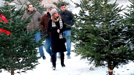 Cum poate fi ales bradul de Crăciun perfect