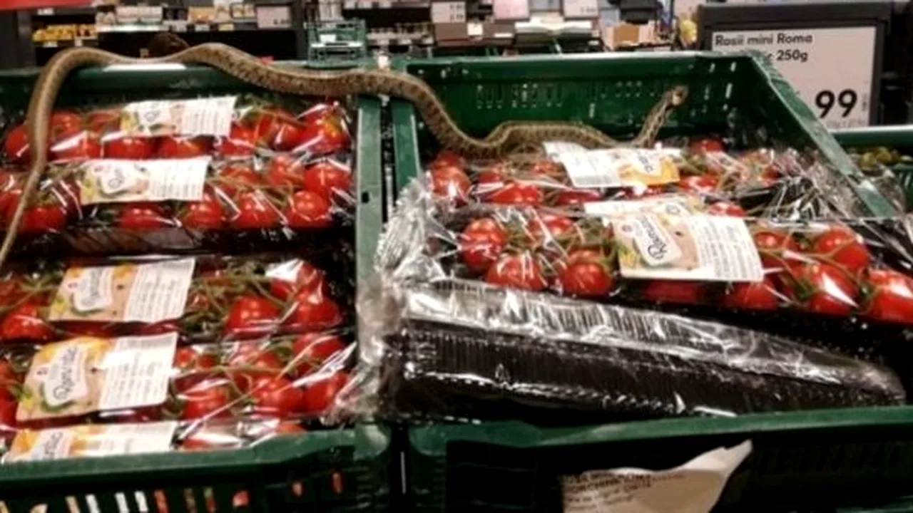 #cugandullaanimale. Șarpe inofensiv și protejat, ucis de angajații unui magazin Kaufland după ce a fost găsit printre fructe și legume. Șeful DSP a încercat să îl salveze