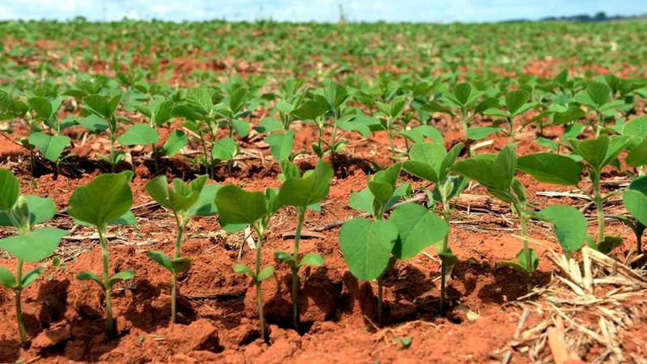 Parlamentul European permite statelor să interzică organismele modificate genetic