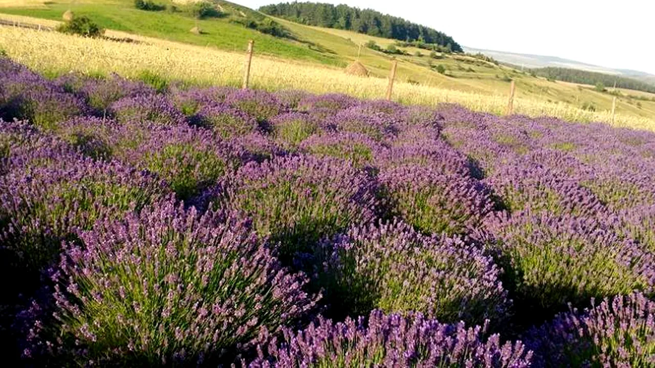 Au renunțat la culturile tradiționale și au plantat lavandă. Cât câștigă acum cei care și-au asumat acest risc