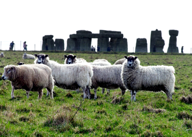 O turmă de oi lângă Stonehenge. Sursa Foto: Profimedia 