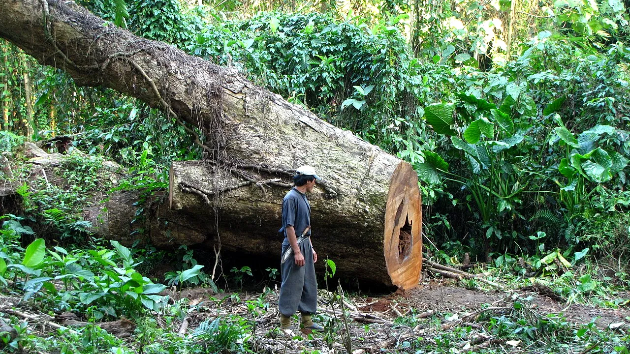 Pădurarii ar putea purta body-cam-uri. Decizia finală o vor avea deputații