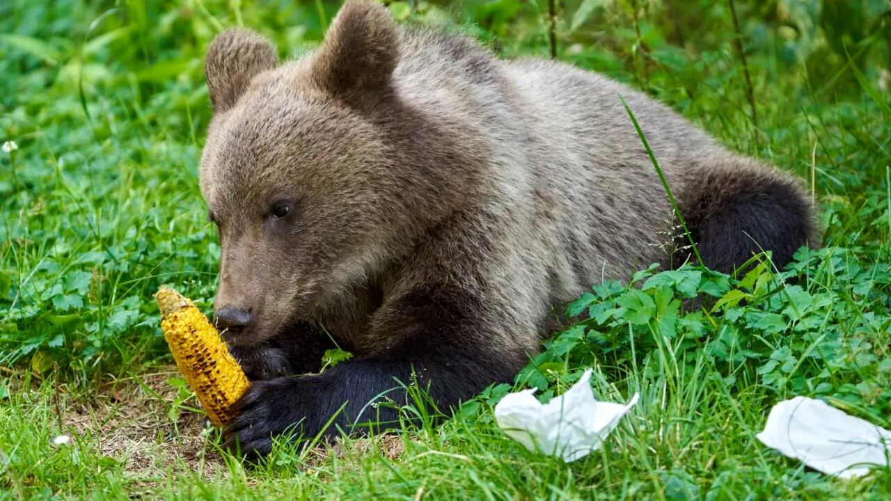 Câți urși pot fi împușcați sau vânați în Gorj. Ce arată planul la nivel național