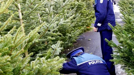 Peste două tone de carne și 13.000 de brazi, confiscați de polițiști