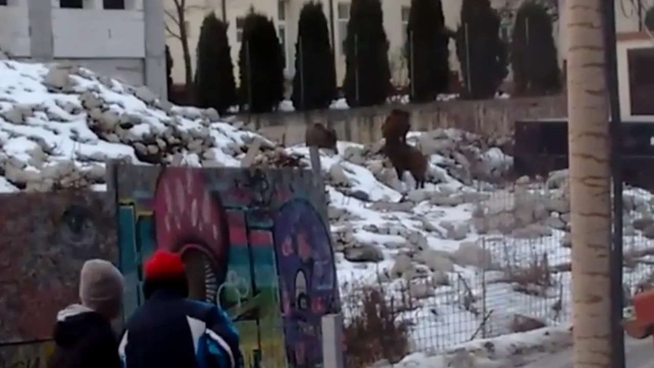 Panică la spitalul din Sinaia. Mistreții caută hrană în curtea unității medicale. VIDEO 