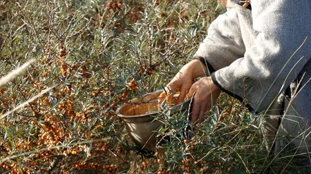 Fructul-MINUNE care crește în România și oferă mai multă vitamina C decât o portocală sau o lămâie