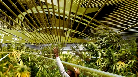 Bărbat prins cu o cultură de cannabis într-o seră din curtea casei în care locuia și fiica lui, la Iași