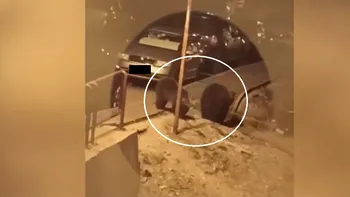 Patru urși TERORIZEAZĂ un cartier din Predeal, seară de seară, când coboară după mâncare. Localnicii sunt disperați și spun că e un risc uriaș