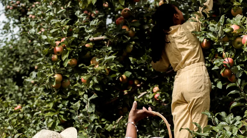 Ce salariu câștigă un român plecat la cules de mere în Germania: „Cazarea și masa sunt oferite de angajatori