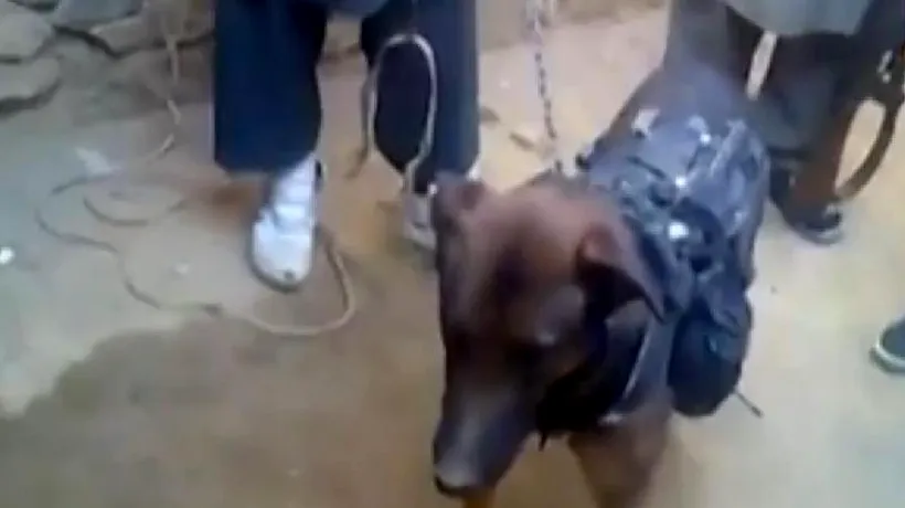 Un câine militar britanic a fost luat ostatic de către talibani. VIDEO