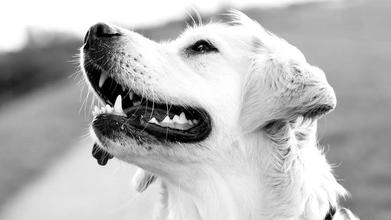 Cruzime fără margini: Un tânăr a fost arestat, după ce și-a OMORÂT câinele pe peronul Gării Basarab din București, iar apoi l-a aruncat la gunoi