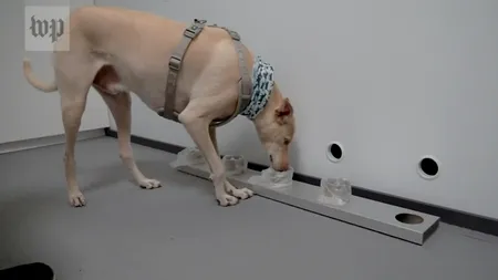 VIDEO. Câini antrenaţi să depisteze COVID, aduşi pe aeroportul din Helsinki. „Pot descoperi boala înainte să apară primele simptome”