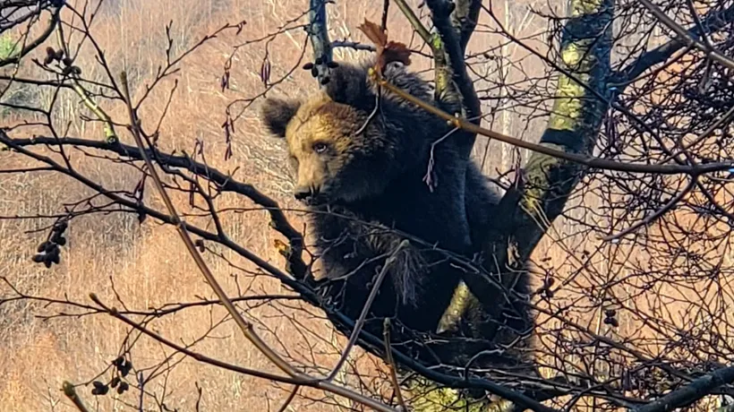 Un urs s-a urcat într-un copac din cimitirul din Azuga. Autoritățile au emis un mesaj RO-Alert