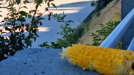 Mult mai scump decât berea. Câți lei a ajuns să coste un porumb fiert pe plaja din Eforie Nord