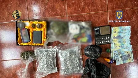 VIDEO | Anchetatorii DIICOT au descoperit o cultură impresionantă de cannabis „camuflată” în apropierea Termocentralei Rovinari