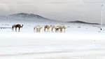 Imagini de necrezut. Cămilele merg prin zăpadă, în nordul Arabiei Saudite