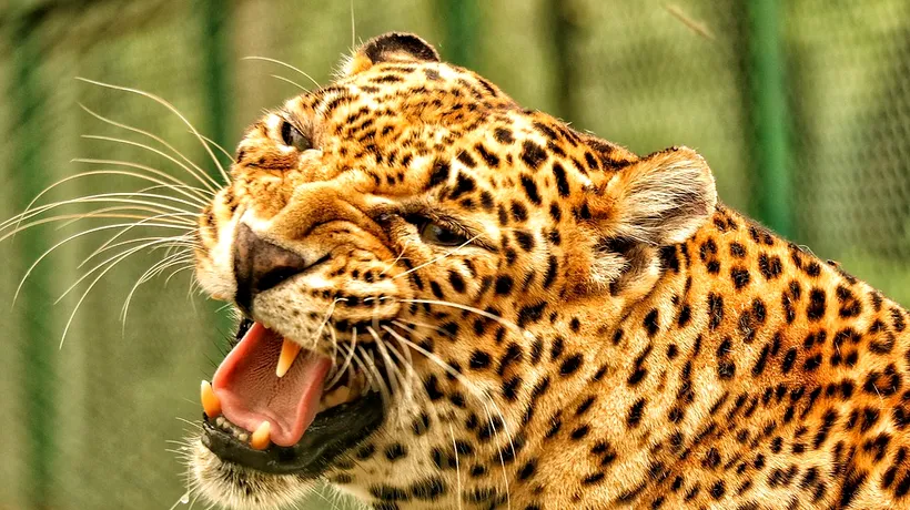 Fotografia care i-a pus în încurcătură pe internauți: Tu reușești să găsești leopardul din poză?