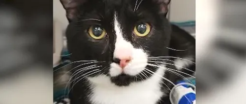 O pisică a supraviețuit după ce a trecut printr-un program de 35 de minute în mașina de spălat - VIDEO