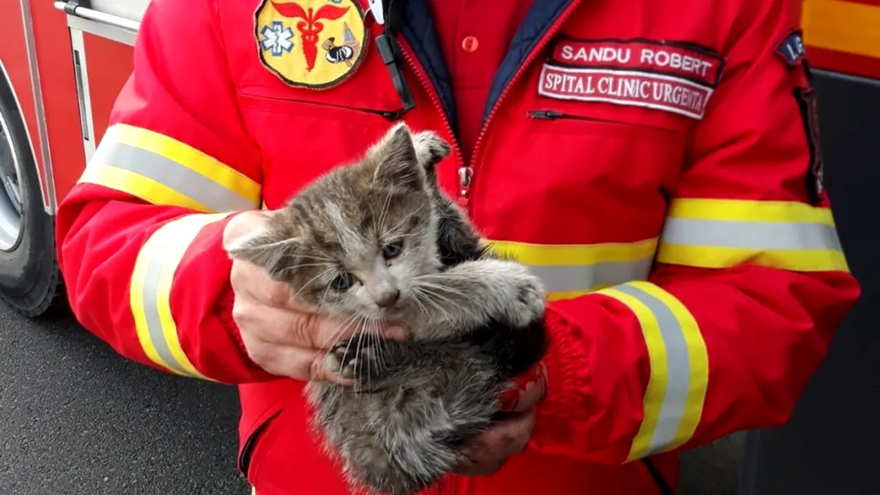 „Operațiunea pisoiul”. Pompierii au intervenit pentru salvarea unui motănel prins sub un tramvai! IMAGINI EMOȚIONANTE