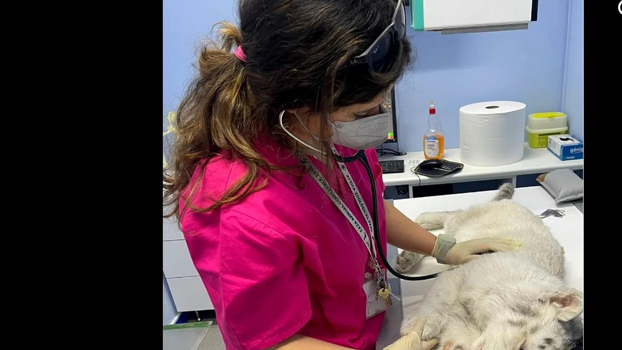 Pui de tigru alb, ABANDONAT la gunoi, în Grecia: „Nu îmi venea să cred ce vedeam” 