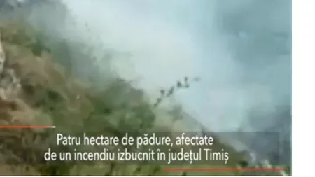 Două INCENDII de vegetație au izbucnit luni seara. Patru hectare afectate într-o pădure din TIMIȘ și 75 într-o comună din MUNȚII APUSENI 
