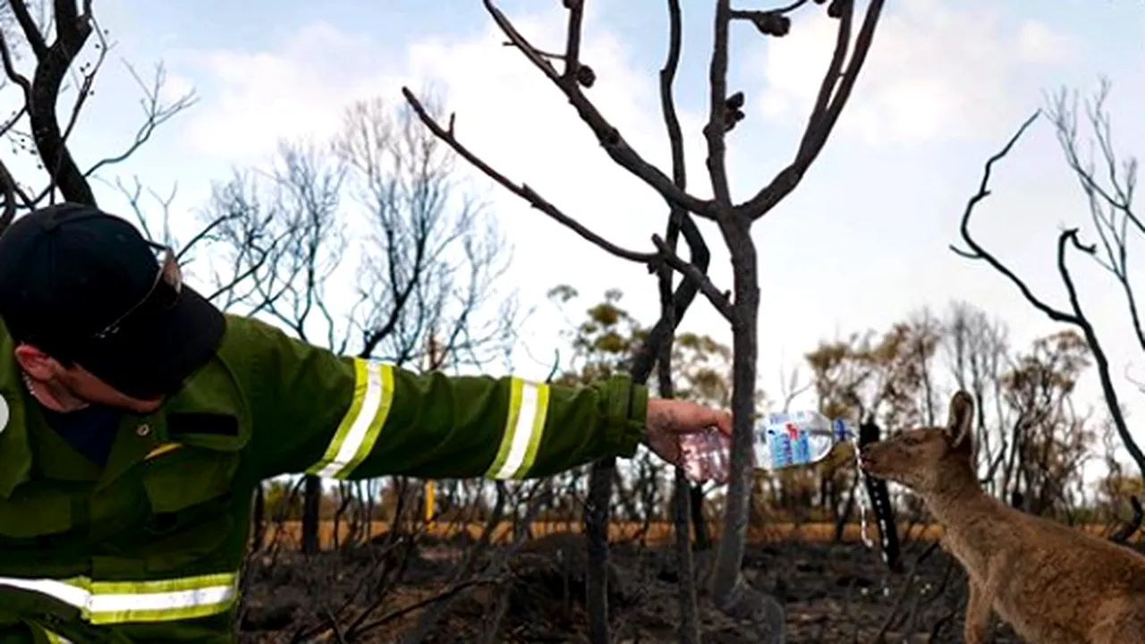 Dezastrul din Australia: Momentul sfâșietor în care un cangur ars cere ajutorul unui adolescent - FOTO