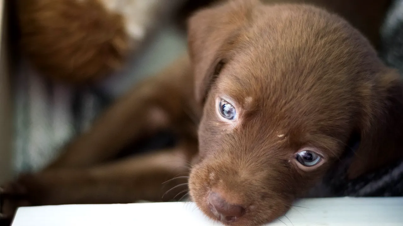 #cugandullaanimale. Peste 650 de câini fără stăpân au fost adoptați în Constanța datorită unei campanii a primăriei