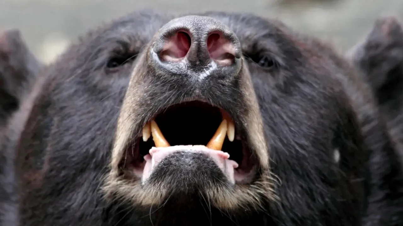 Urși pe străzile unor localități din Harghita. Localnicii, avertizați cu mesaje RO-Alert