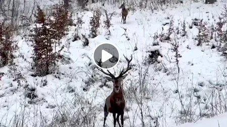 Imagini rare cu patru cerbi, surprinse într-o pădure din Caraș-Severin. Un VIDEO de colecție