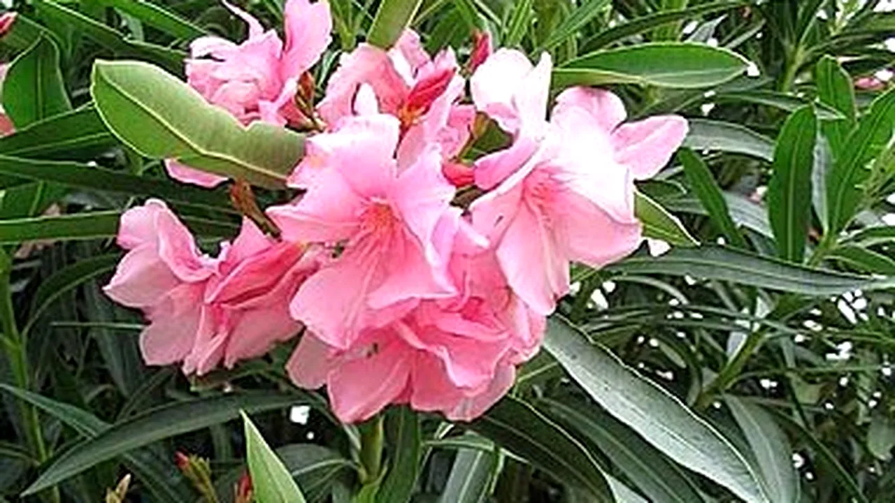 Este o floare foarte frumoasă, însă puțini știu cât rău poate face