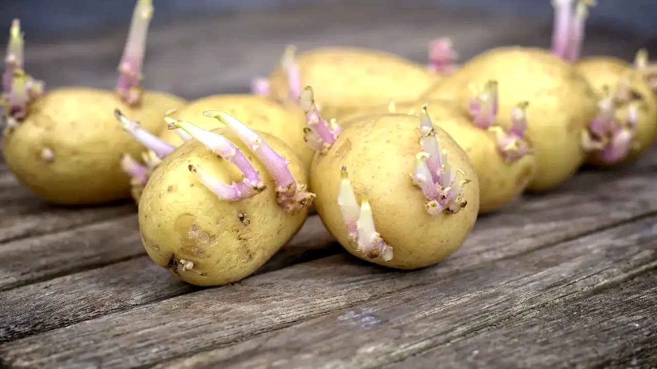 Oamenii de știință vin cu avertismente asupra consumului de cartofi cu rădăcini. Pericol pentru sănătate