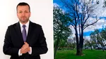 Primăria Oradea a tăiat un frasin de aproape 250 de ani, deși îl inclusese pe lista arborilor remarcabili