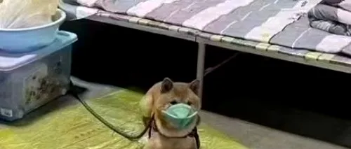 Un câine din China care a fost testat pozitiv cu <i class='ep-highlight'>Covid</i>, a fost plasat în carantină: „A fi blănos nu este o scuză”