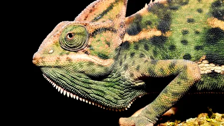 STUDIU. S-a descoperit cum își schimbă cameleonii culoarea pielii