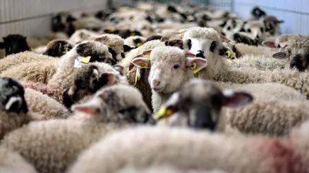 Carnea de miel se scumpește înainte de Paște. Cu cât se majorează prețul și care sunt motivele