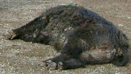 Focar de pestă porcină africană în Botoșani: 15 mistreți au fost depistați pe un fond de vânătoare