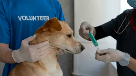 Primul spital veterinar SOCIAL din România: speranță pentru mii de animale abandonate