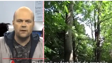 Doi copii din Bârlad au ajuns la spital, după ce au fost loviți de crengile căzute în timpul curățării copacilor