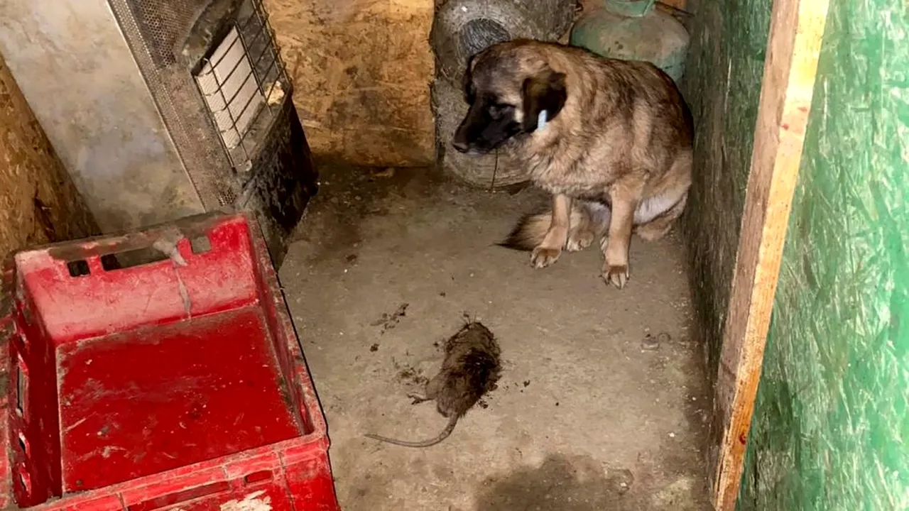Răspunsul HALUCINANT al DSVSA, după ce a intrat în Adăpostul Groazei din București: „Nu au fost identificați câini cu semne de boală” / În realitate, spun medicii veterinari, cățeii aveau plăgi infectate, paraziți, dermatite și erau foarte slabi! EXCLUSIV