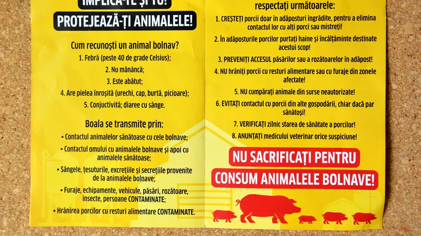 De ce S-AU STINS focarele de pestă porcină africană în Transilvania?! De mintea și mâna omului
