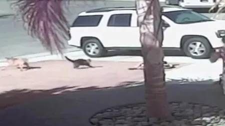 Un copil este atacat de un câine. O pisică foarte curajoasă îl salvează. VIDEO INCREDIBIL