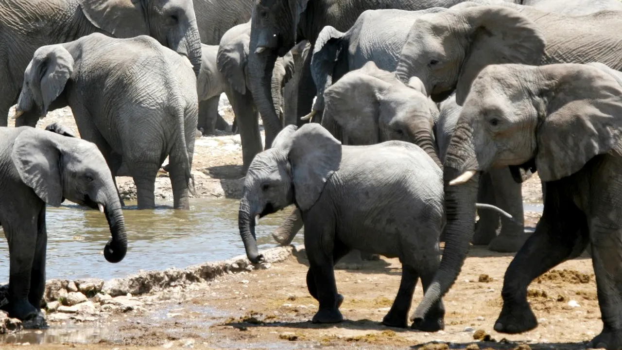 BRACONAJUL face noi victime. Zeci de ELEFANȚI, uciși într-o rezervație