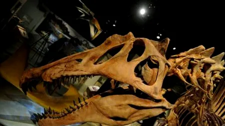 A fost descoperită o nouă specie de dinozaur