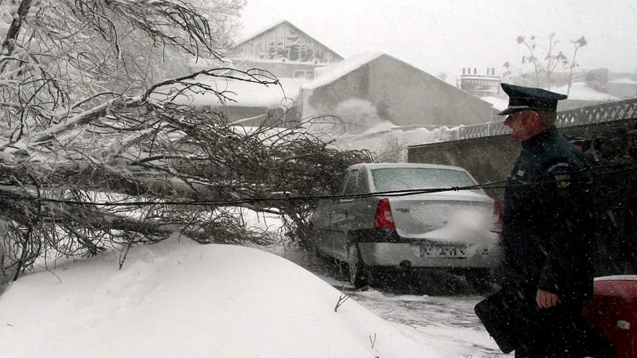 Un bărbat din Suceava a murit după ce peste el a căzut un arbore pe care îl tăiase