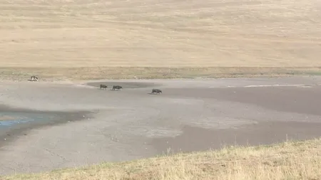 Efectele caniculei și lipsa de precipitații au secat un lac din Olt