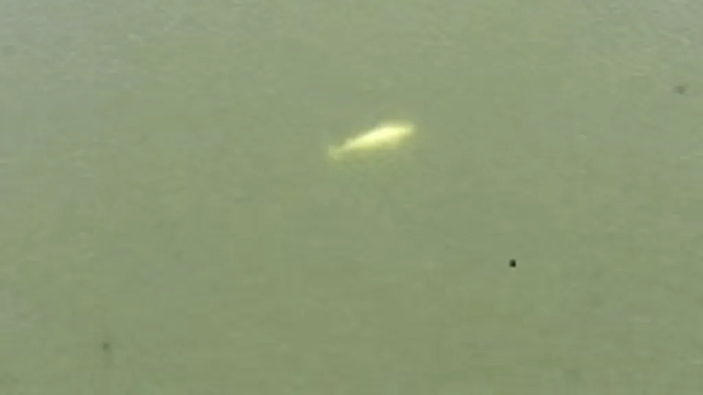 VIDEO | Alertă în Franța! O balenă beluga a fost văzută înotând în apele râului Sena, în apropiere de Paris