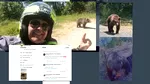 Ursul a lovit din nou, în Argeș. După ce-a omorât un motociclist, animalul a alergat un cioban. Omul și-a rupt piciorul încercând să scape