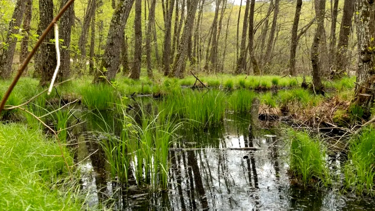 Apa din turbării, un BAROMETRU al sănătății naturii. Cum ne afectează starea acestor ecosisteme din România?