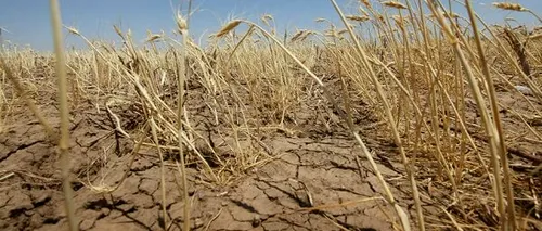 Subvenții 2020: APIA demarează astăzi plățile compensatorii pentru fermierii afectați de secetă. Care este suma totală alocată?