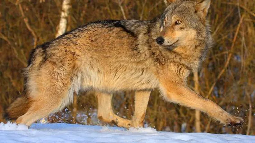 De ce vrea Norvegia să scape de două treimi din populația de lupi